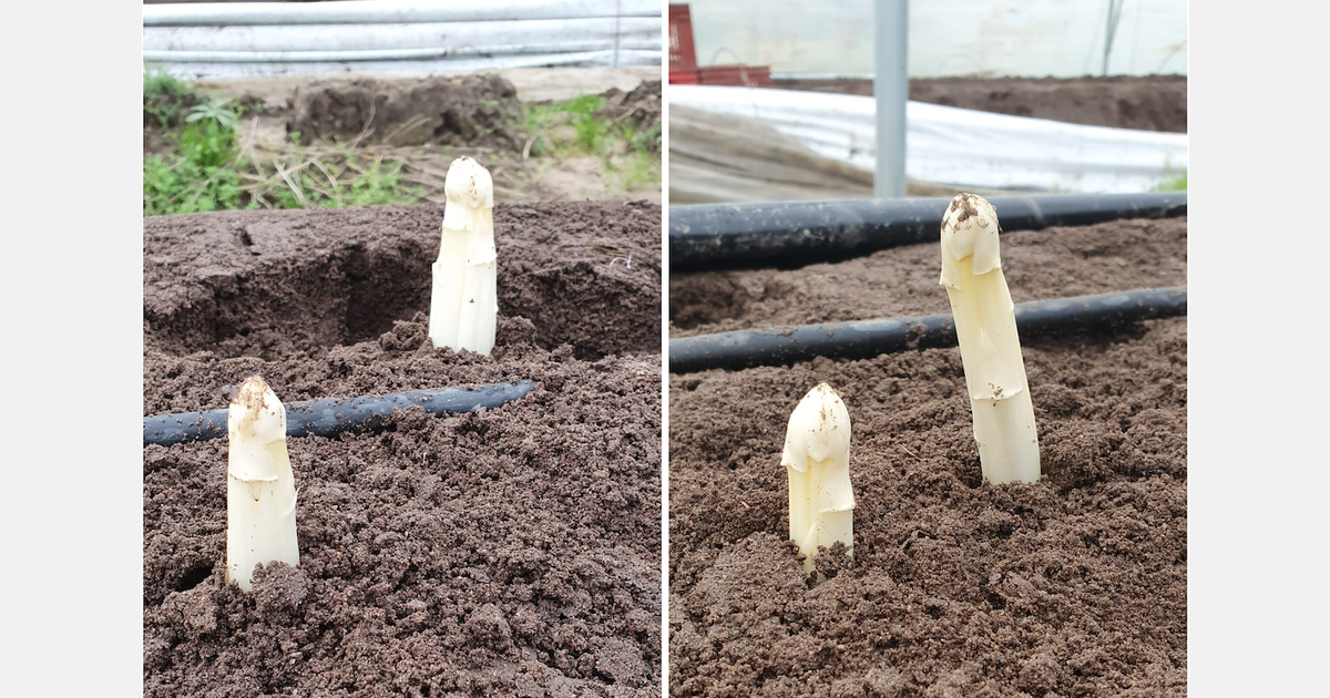 The first French asparagus are already available!