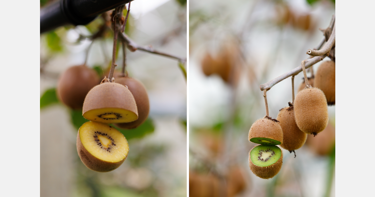 "We offer a package that appeals to growers looking to diversify their varieties"