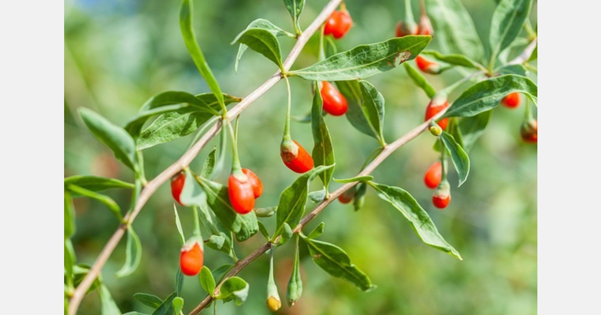 The consumption of superfoods continues to grow in France