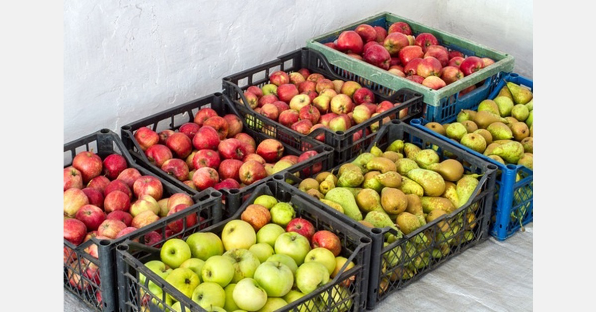 Higher stocks of French apples and pears and lower producer prices