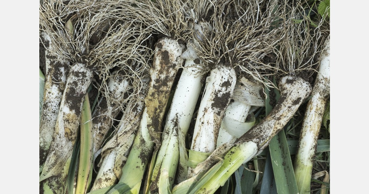 A complicated market at the end of 2025 for French leeks