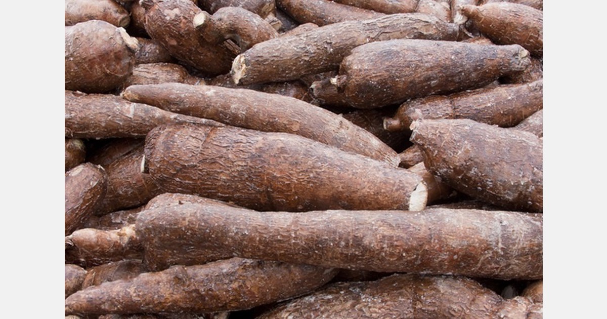In Ivory Coast, the cassava sector is setting up an interprofessional body