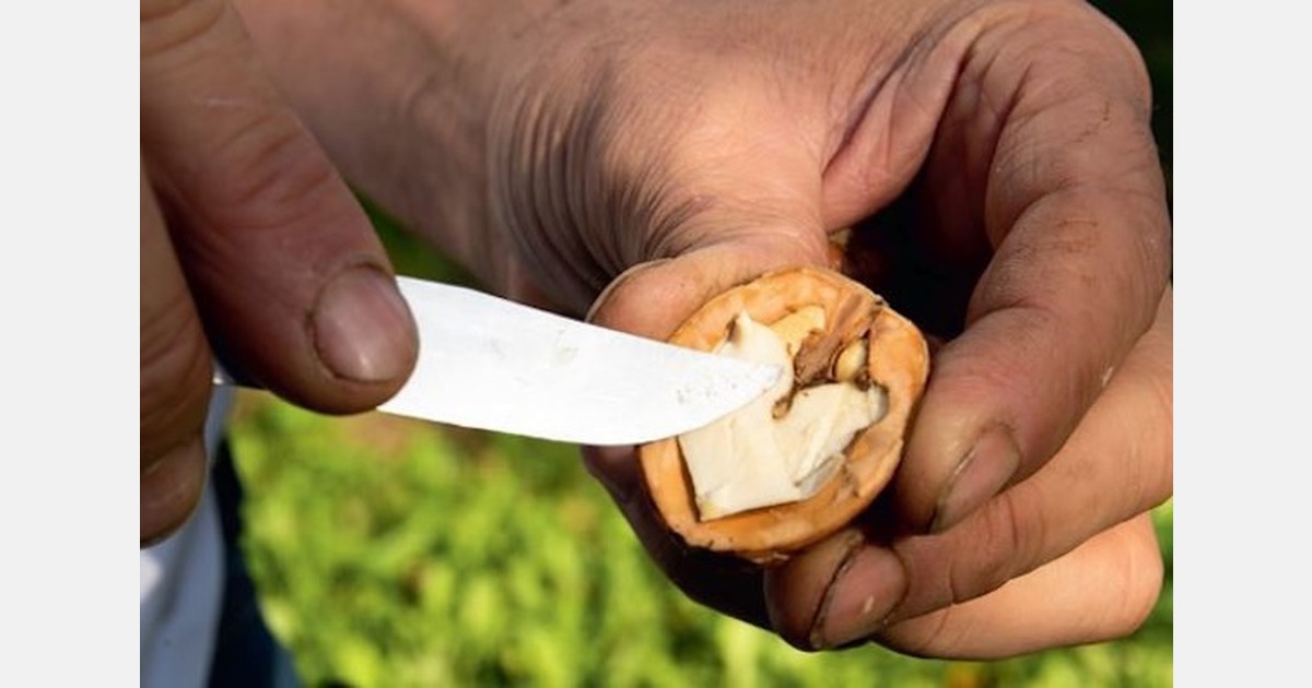 Урожай грецких орехов: смешанные итоги кампании с исключительным качеством