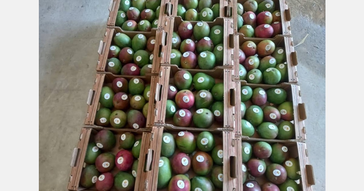 "We are expecting a good crop of mangos for the 2026 season"