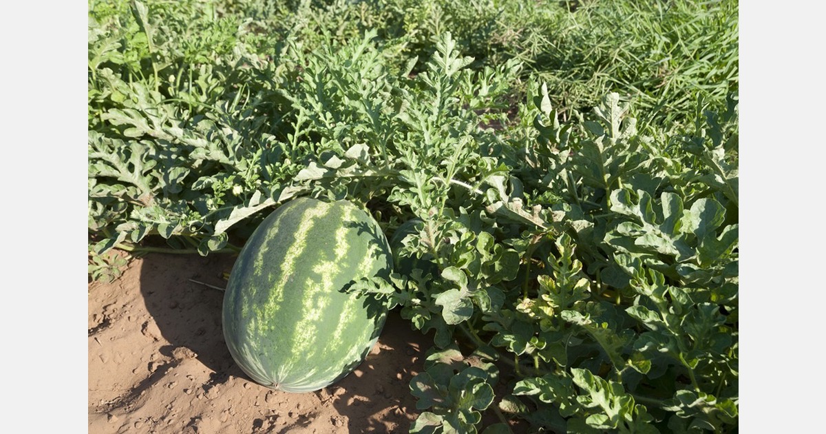 The Moroccan government forecasts record agricultural growth of around 15% in 2026