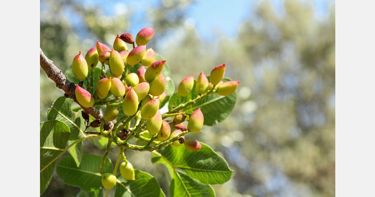 Faced with growing demand, Morocco is stepping up the development of its pistachio sector