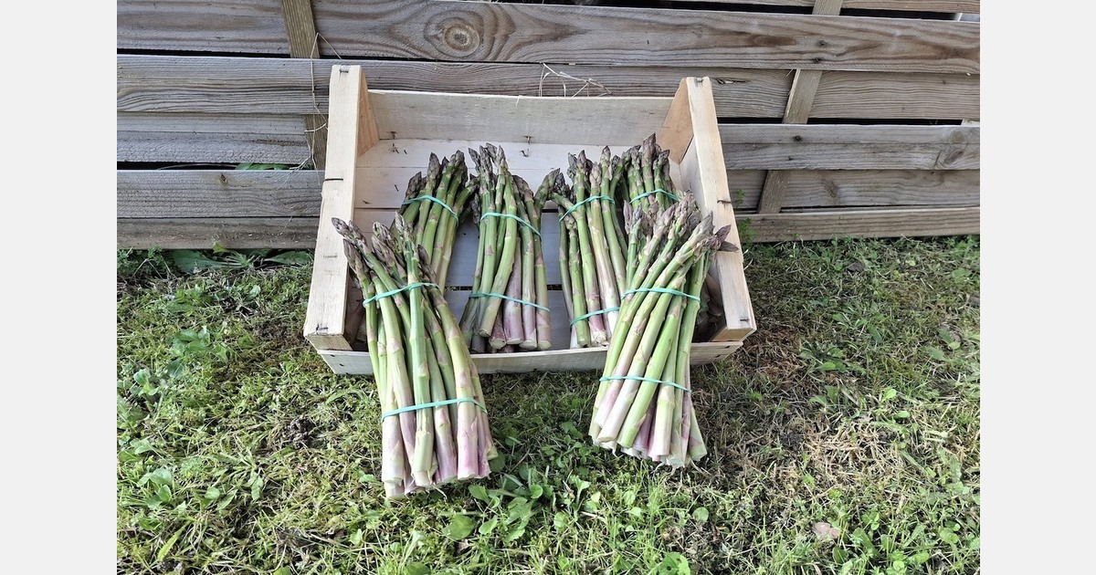 The organic green asparagus market enjoys a dynamic market