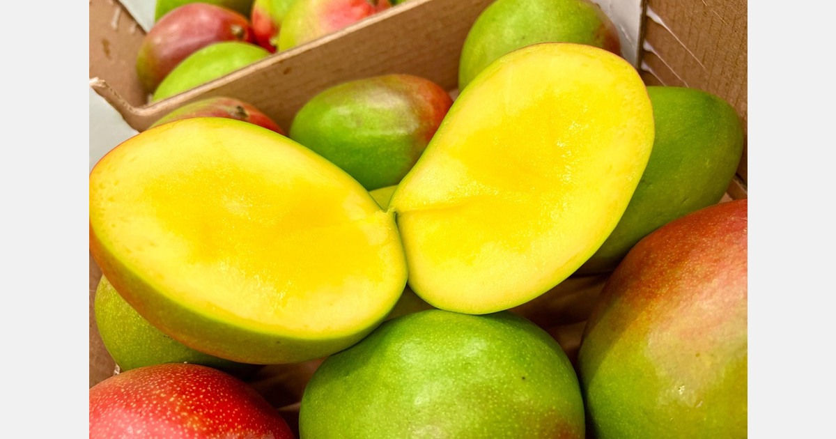 "There is about a week left to maintain fair prices for Ivorian mangoes"