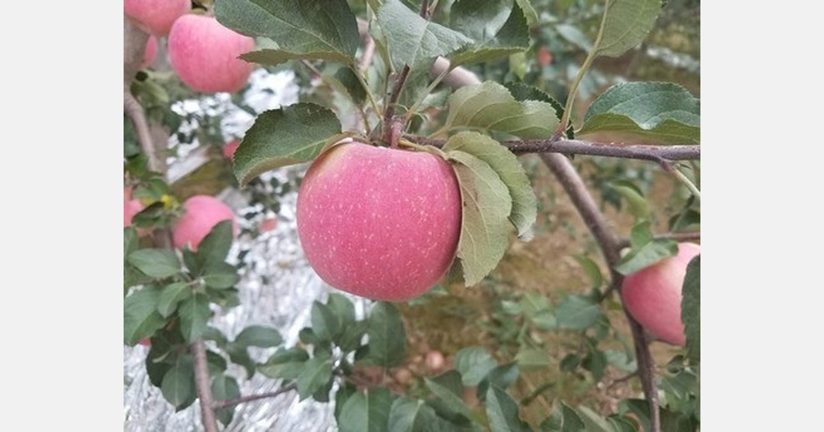 The gene that improves apple tree water use efficiency