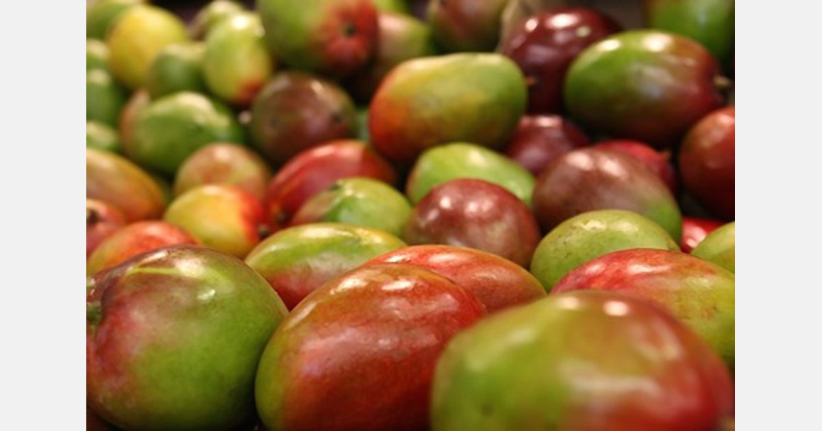 Edible beeswax coating to preserve mangoes