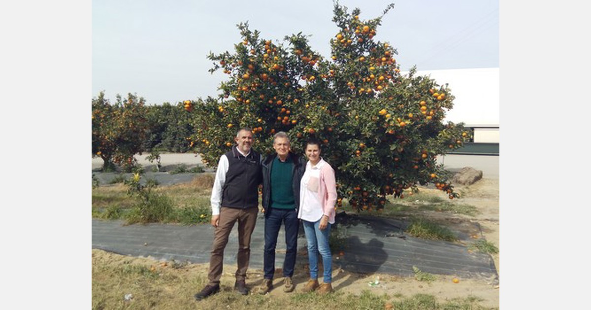 Clementines the season is over in Italy, but still going on in Spain