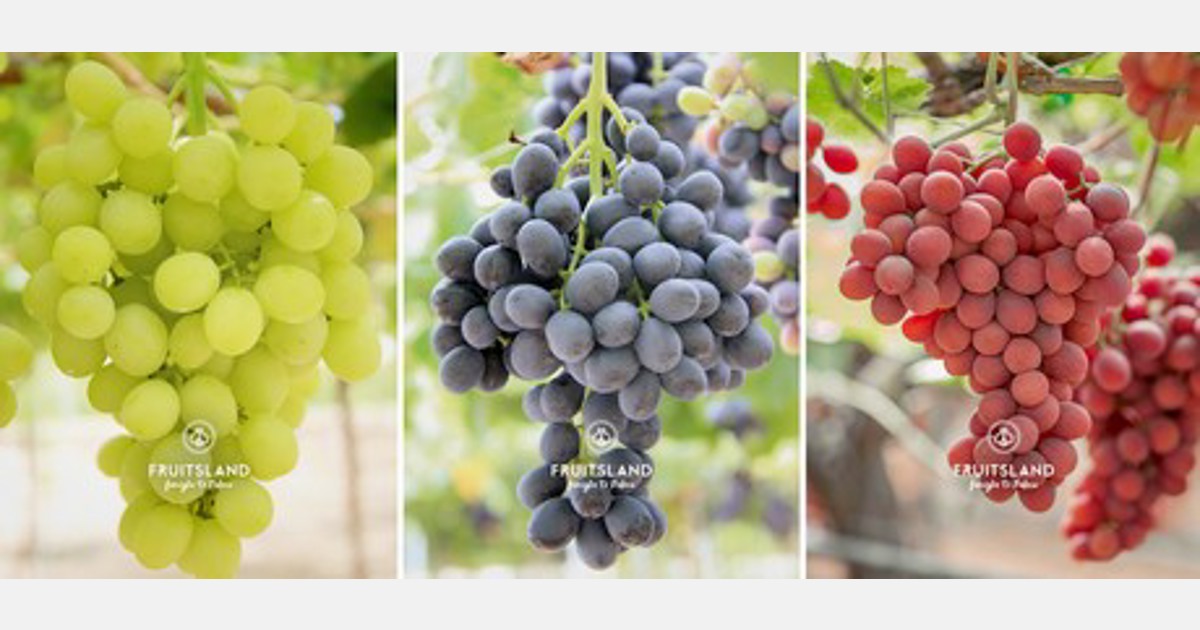 Three seedless grape varieties to available on the international