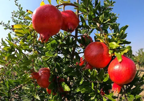 Pomegranate cultivation growing in Marche