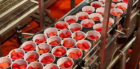 Difficilmente interpretabile la campagna del pomodoro da industria del sud  Italia