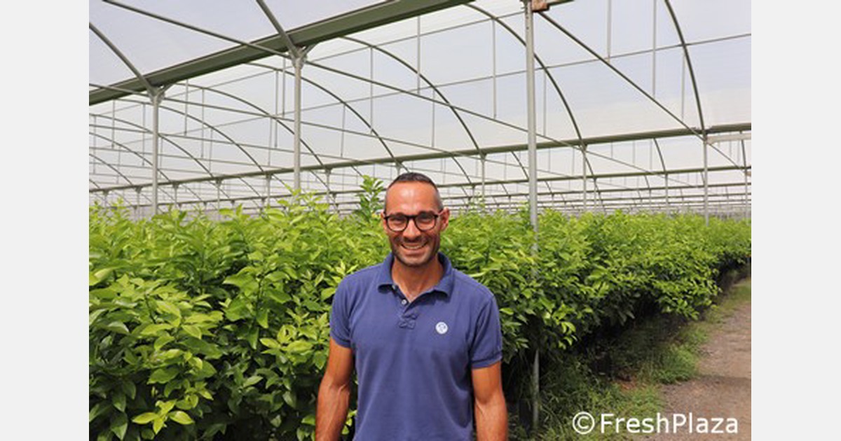 An intensive and sustainable citrus fruit cultivation starts in the nursery