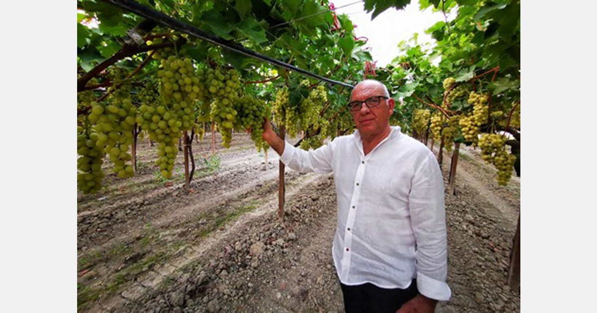 Ottima qualità delle uve di varietà italiane, ma i costi di produzione mettono in svantaggio le aziende