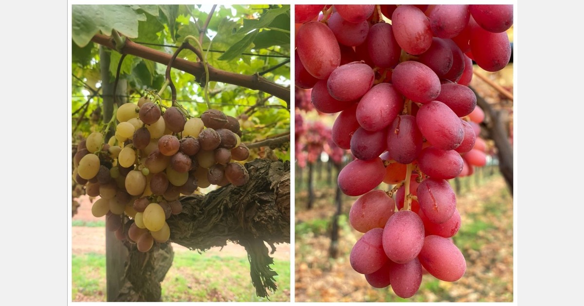 Humidity is damaging many Apulian grapes and reducing their availability