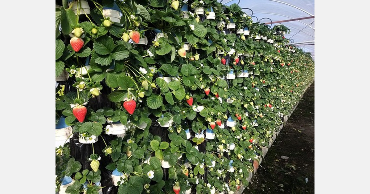 Limvalnera strawberries are nickel and histaminefree