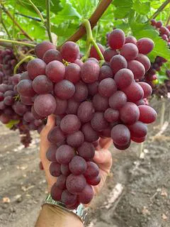 Grapes, Sweet Scarlet Seedless