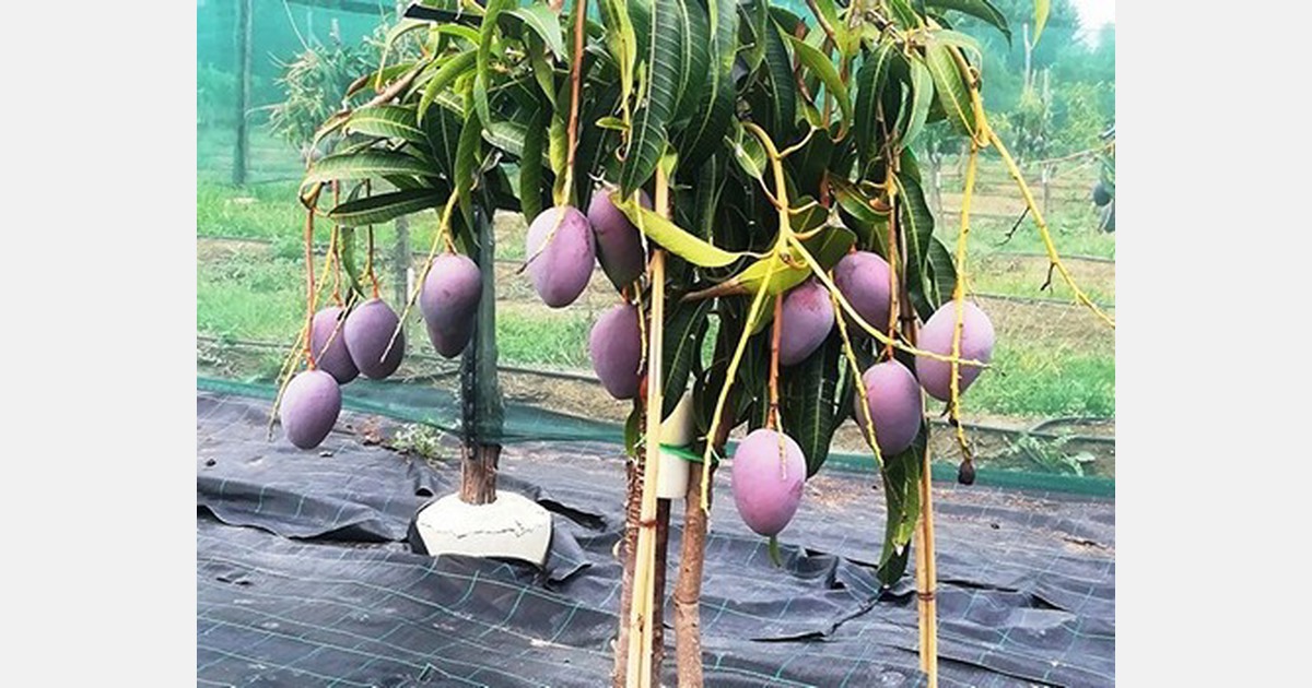 Improving mango shelf-life with Neem oil