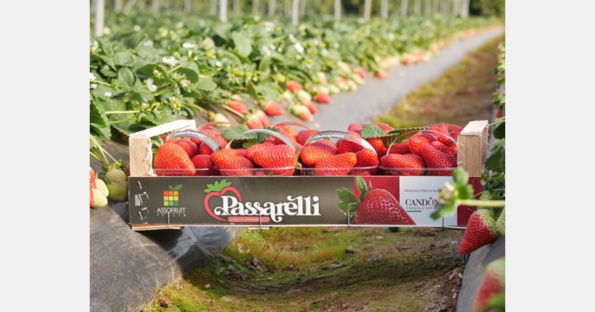 Italian wholesale markets’ hunger for strawberries is unabated Export