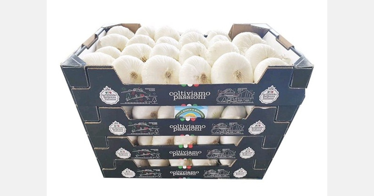 Italian White Onion from Margherita ready to enter the retail market Export