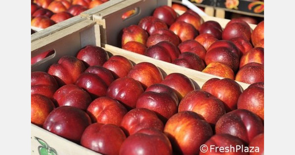 High demand but limited supply of peaches and nectarines in Italy
