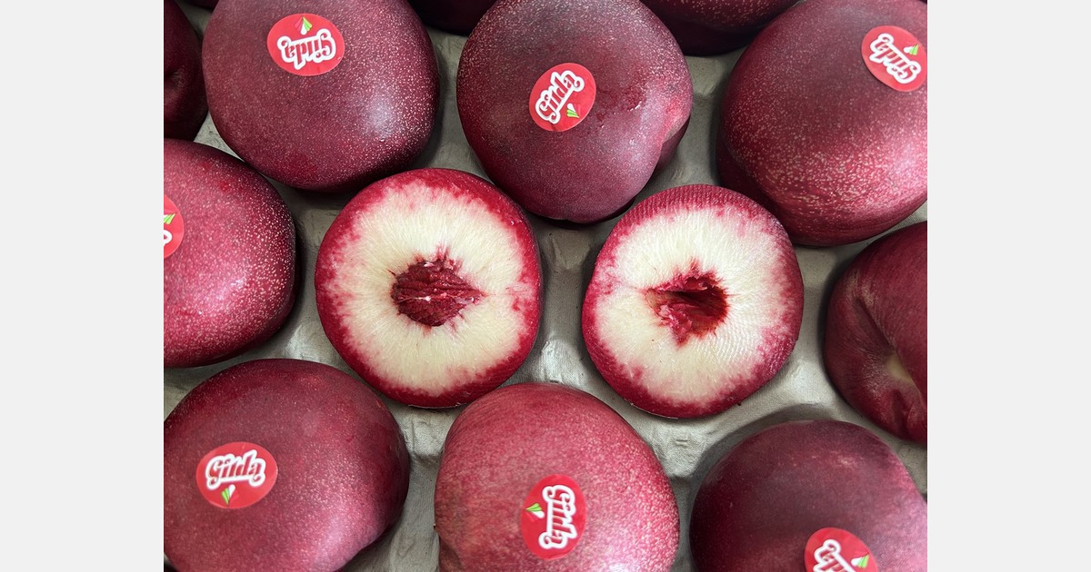 White nectarine with red veins harvested in Italy