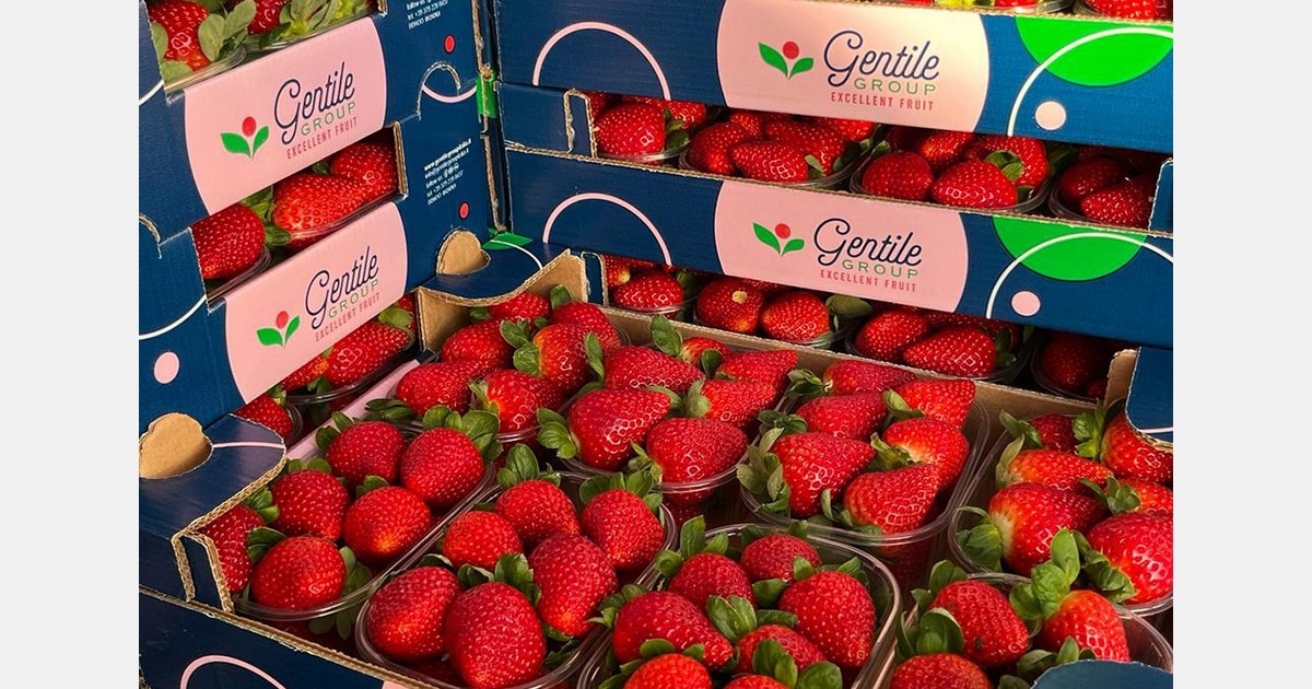 "Up to 4,000 boxes of strawberries shipped weekly to domestic customers"