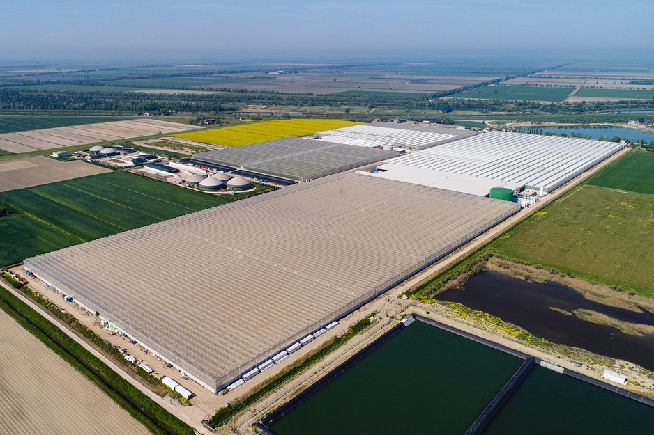 Cucumber cultivation using geothermal energy in Italy