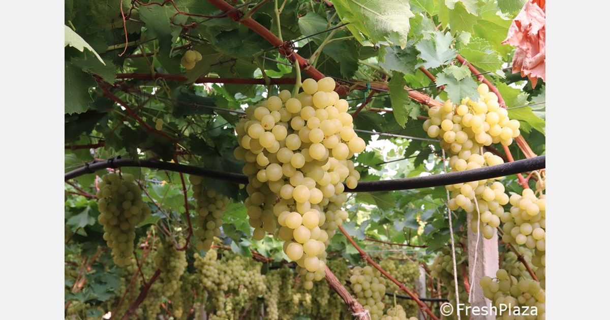 Clauses in breeder contracts violating the Nadorcott ruling declared