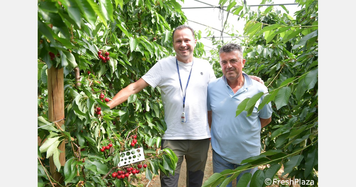 Cherry trees protected in greenhouses in northern Italy