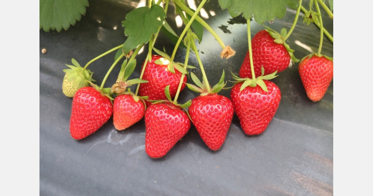 USITC: "Reasonable indication that U.S. strawberry industry is injured by Mexican import"