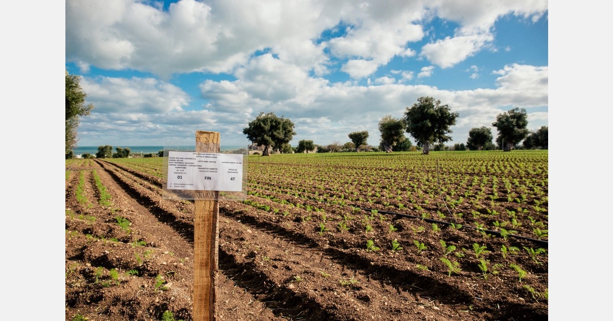 Winter vegetables and new campaigns: A delicate balance between market and production