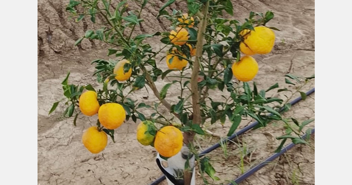 Fragrant Japanese citrus: The first yuzu ripens in Sicily