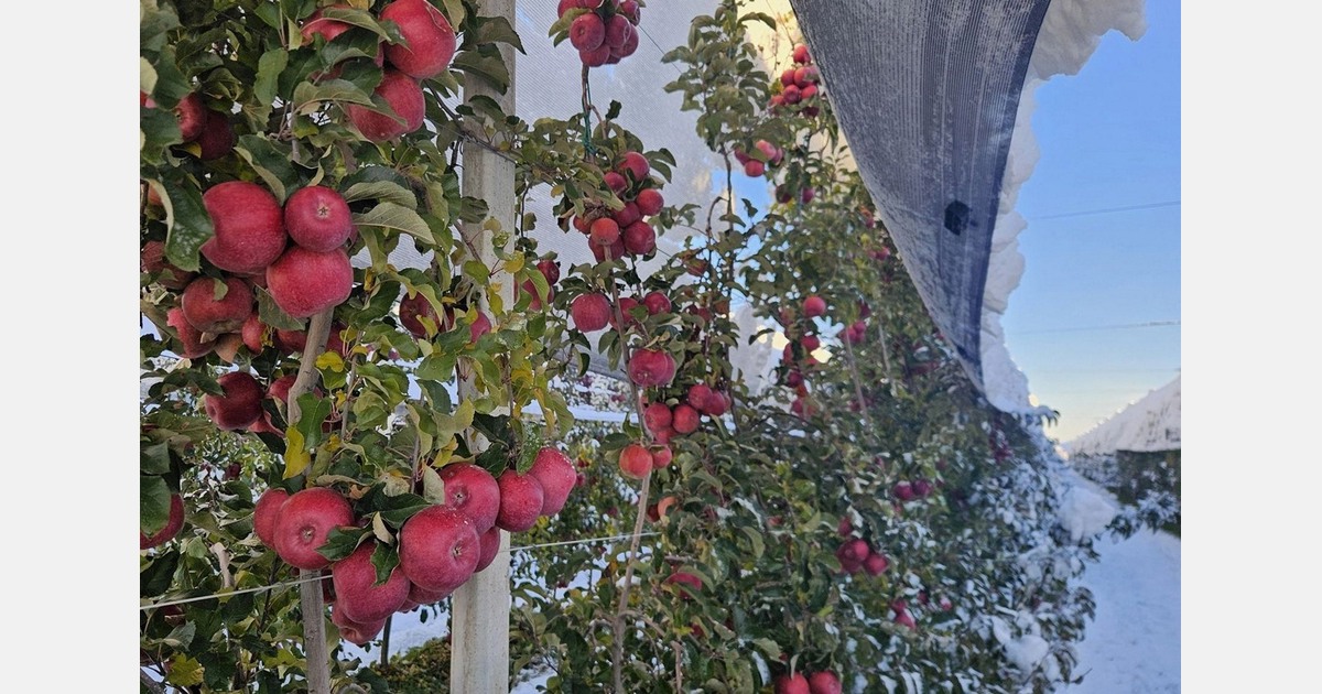 "Snow on apples in Piedmont, but no issues"