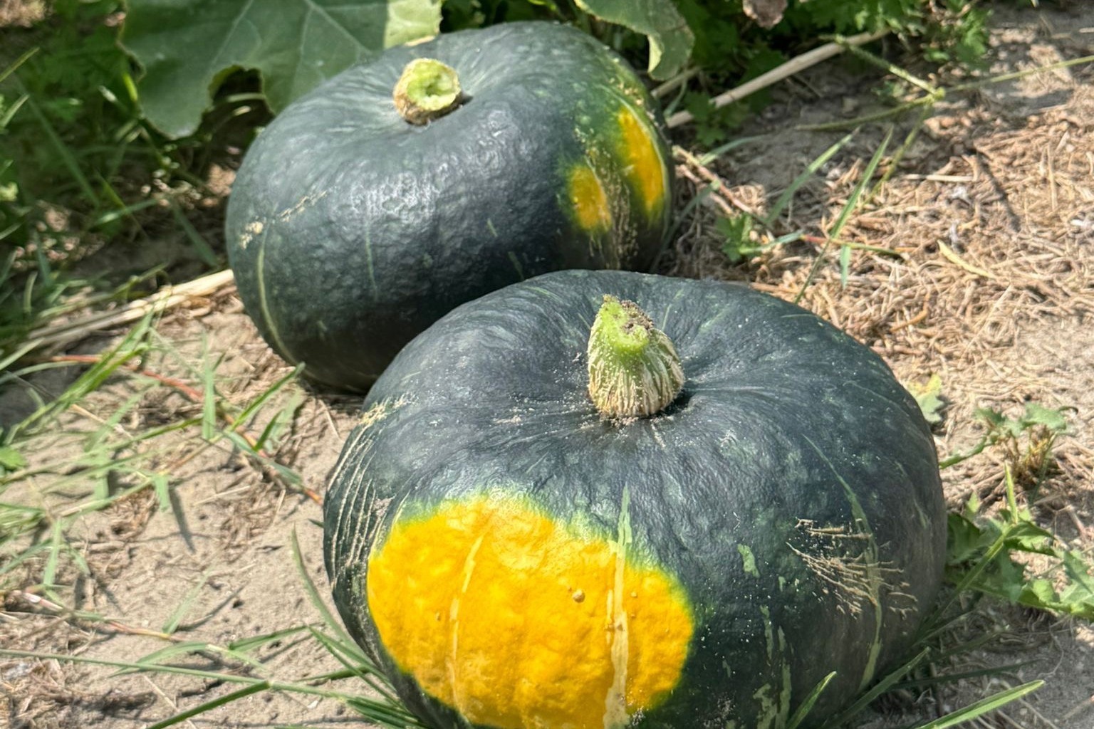 Two new kabocha varieties: One productive and early, the other of