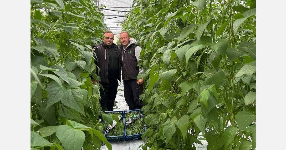 "Climbing beans conquer the market: boom in counter-seasonal demand"