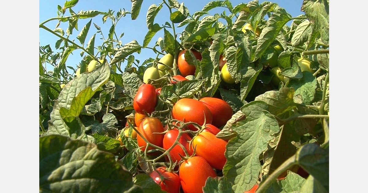 Italy remains the leading exporter of tomato preserves, while ranking second in production.