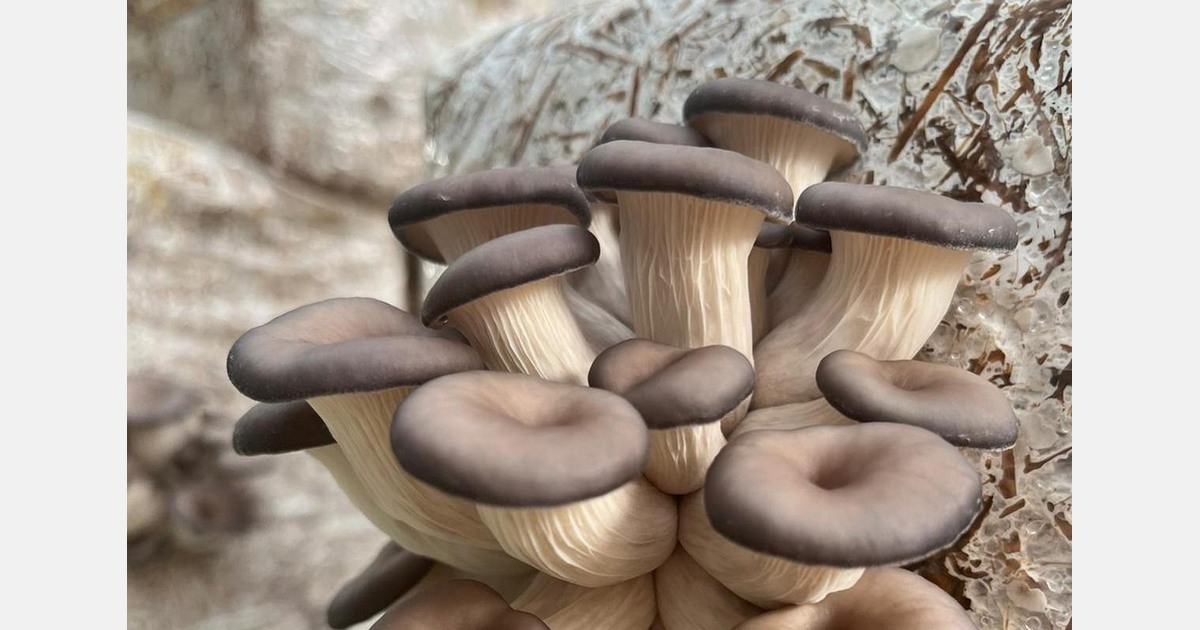 "During the festive period, oyster mushroom sales are high"