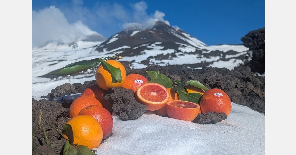 The harvest of Sicilian red oranges has begun