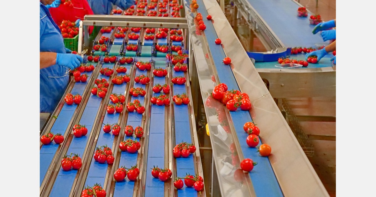 A new technology ensures the guaranteed minimum weight of organic, coppery tomatoes