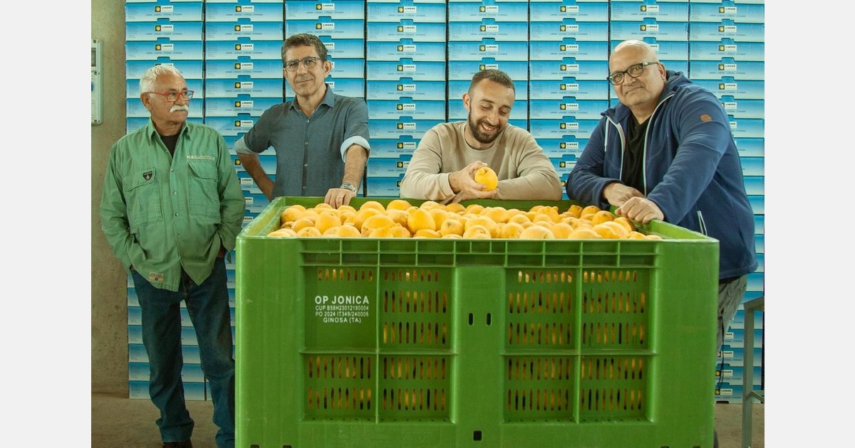 Outbound lemon volumes curbed in anticipation of better conditions