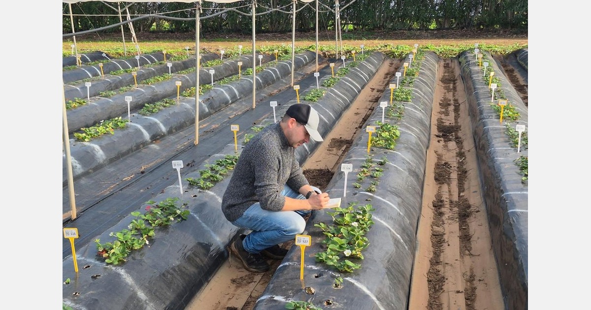 Juan Carlos Gutierrez Ruiz is the new breeder for southern strawberry varieties