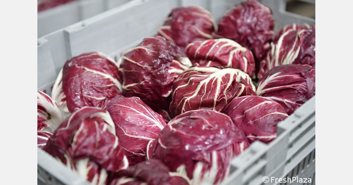 "Radicchio market remains slow"