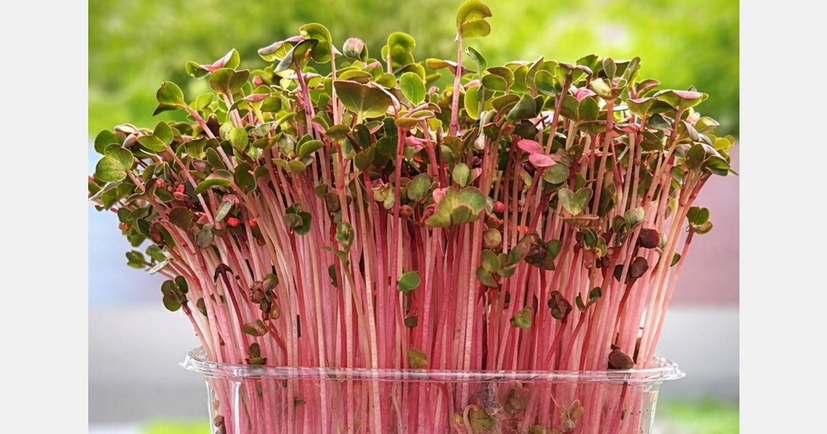 Vertical farming as an industrial project that goes beyond the logic of fashion