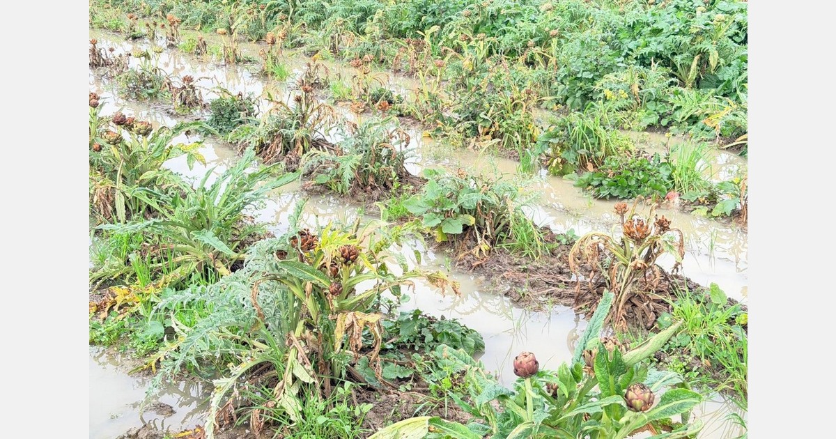 Artichoke campaign compromised by bad weather and out-of-control harvesting costs