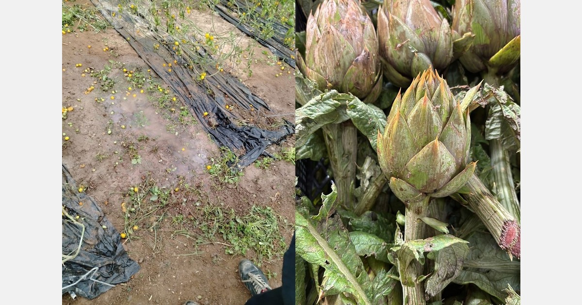 Bad weather, plant diseases, and production gaps disrupt Sardinian tomatoes and artichokes