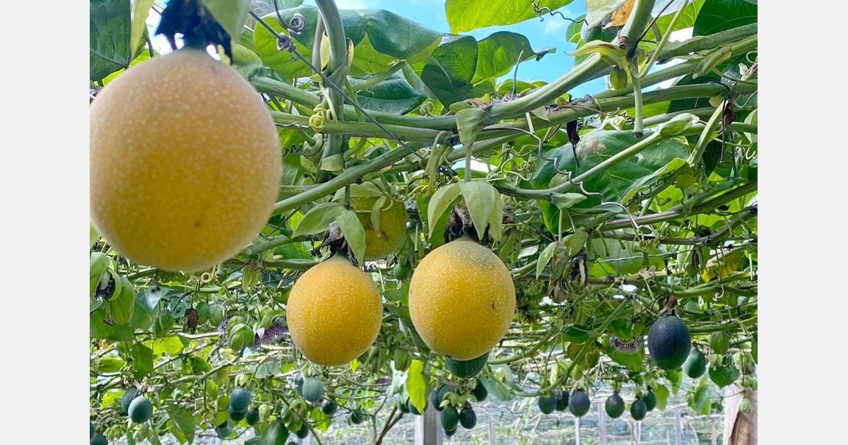 "Tropical fruits from Ecuador set to enter the European and Italian markets"