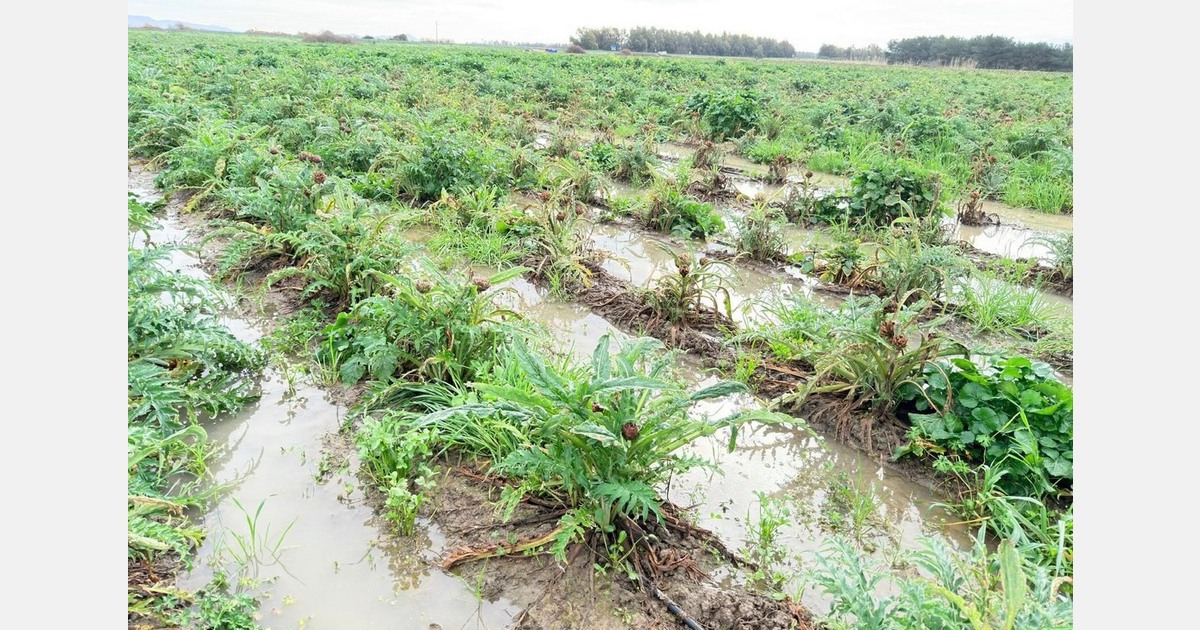 Artichoke fields underwater, and early citrus fruit drops in Sardinia